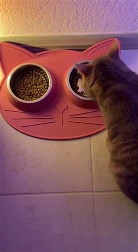 WiWiWi Cat Watch this hilarious cat fail #funny #catsoftiktok #viral