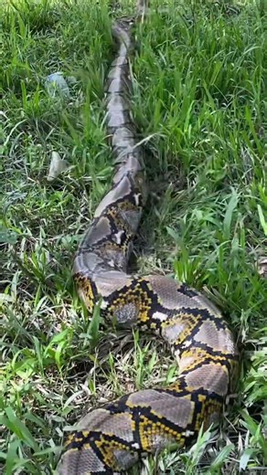 Melintas di perkebunan #snake