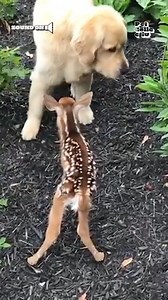 🦌: Hi, can we be friends? 🐕 | Fur Family