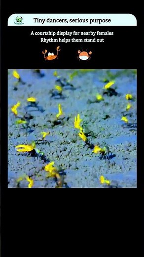 The Strange Dance of Fiddler Crabs