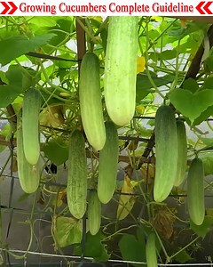 134K views · 2.9K reactions | Complete guidelines for growing cucumbers at home are given in this video. Hope you don't have to buy and eat cucumber from now on. You can produce and eat organically yourself. | Small Vegetable Garden | Facebook