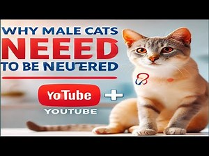 Why male cats need to be neutered | Benefits of neutering/Spaying cat
