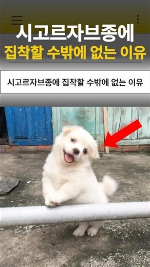 시고르자브종에 집칙할 수밖에 없는 이유