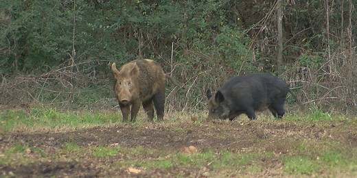Feral hogs spotted in over 25% of Michigan counties