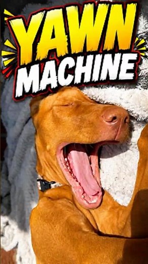 Dog Cute and Funny Yawns #pawventure #shorts