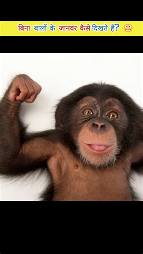 Animals without hair look so WEIRD! 😲 #FactShorts