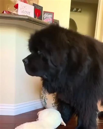 Newfoundland on Instagram: "🔥 Master the art of the head tilt 🥰 - Turn on notifications or hit follow for more adorable content 💖 - Tap the link in bio to explore our latest products 💖 - DM us if you wish to remove any content - 📸 @newfiebo - #newfoundlandlovers #newfoundlandinkoira #newfies #newfoundlander #newfielife #neufundländer #ニューファンドランド #newfoundlandshund #newfiesclub #newfoundlanddog #newf #newfielovers"