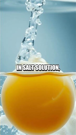 Pocket-Sized Home Science Adventures