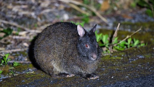 Meet The Amami Rabbit, A Goth Bunny That’s Also A Living Fossil