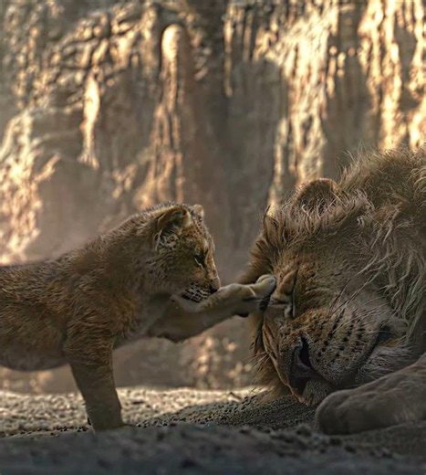 Long live the King... | The Lion King | House of Memories #edit #shorts