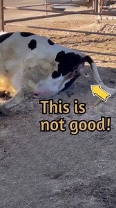 2.3K views · 33 reactions | Pulling a calf is comparable to using a vacuum or forceps during the delivery of a human baby. We’re not forcefully pulling the baby out, but rather assisting the cow as she pushes. Medical procedures can sometimes look scary, but helping pull calves saves lives! #dairy #cow #vet #calving #maternity #dairydoc #dairykind | Dairy Doc | Facebook