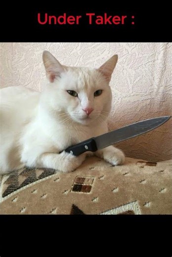 sare gama cat meme song