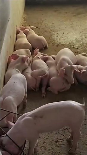 Environmental change, with underweight animals! 💚🐖