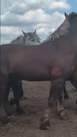 The Stallion worked out all the mares । Horses grooming