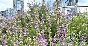 Seattle’s Overlook Walk takes you through plants from mountains to sea