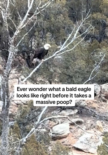 Ever wonder what a bald eagle looks like right before it takes a massive poop? Like this. You’re welcome. 🦅💩 Would you have guessed this is the moment before impact? #fyp #wildlife #eagles #utah #wyoming