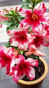 8.4K views · 92 reactions | Simple way to grow adenium obesum plant from adenium branch#reelsvideoシ#gardener#GardenDesign | Ashik Muztaba | Facebook