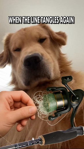 16K reactions · 2.3K shares | To go home or not to go home? #fishing #fishinglife #fishingtrip #anglerlife #angler #seaview #oceanview #ocean #lure #lurefishing #viralvideochallenge #viralreelschallenge #viralreelsfacebook #fyp #fypchallenge #fypageシ #fypviralシ | Ster Reeler | Facebook