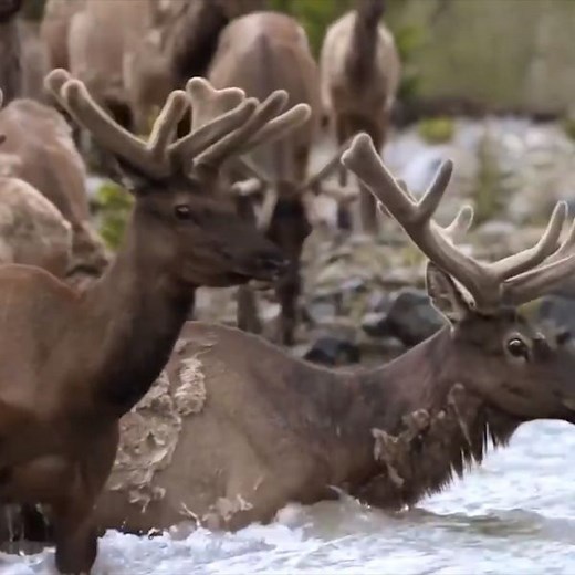 Yellowstone's Great Migration