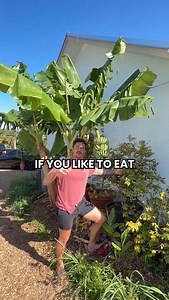 6K views · 1.8K reactions | Have you heard of the Brazilian Tree...