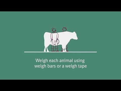 Cattle Wormers: How to apply POUR-ON products
