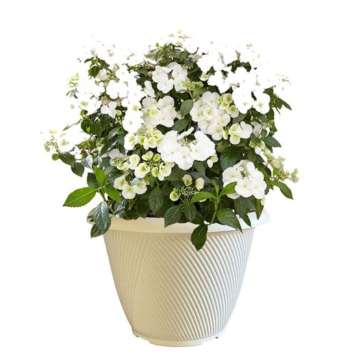 Reviews for PROVEN WINNERS 13 in. Fairytrail Bride Hydrangea Shrub with White Flowers | Pg 3 - The Home Depot