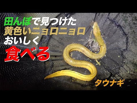 [Very popular ingredient] Enjoy the delicious invasive species of swamp eel