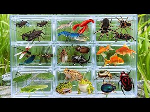 I am hunting for insects in the garden I found a Beetle, Tarantula, Whip Scorpion, Dragonfly, Frog..