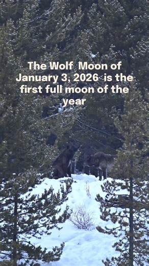 Apex Protection Project on Instagram: "Sound up!📢📢📢 Beautiful capture and post by the wildly talented @wildly.tristen 🌙✨ The Wolf Moon of January 3, 2026, is the first full moon of the year, notable for being a Supermoon, appearing larger and brighter as it aligns with the Moon’s closest point to Earth (perigee). Its name comes from Native American lore, linked to winter wolves howling for territory and survival when food was scarce. Spiritually, it signifies renewal, intuition, resilience, 