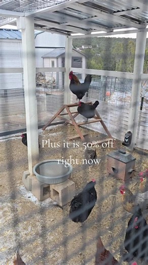 Enhance Your Chicken Run with This Swing