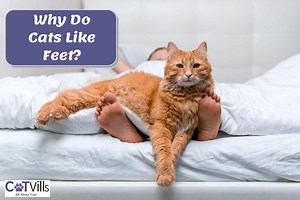 Why Do Cats Like Feet? (7 Common Reasons for Their Obsession)