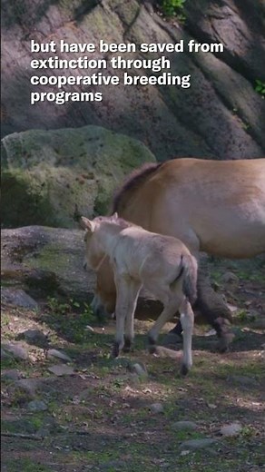 Bronx Zoo welcomes new rare Przewalski’s horse
