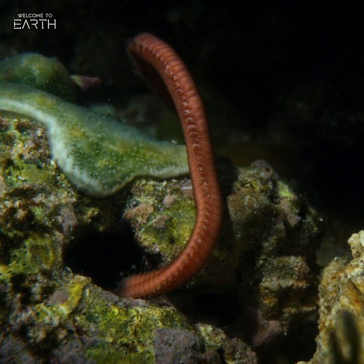 Once a year, this spectacle of "dancing" palolo worms gather together off the coast of Indonesia for a mass spawning. As they emerge from the reef, they release a special scent that triggers a mesmerizing egg-releasing wiggle 🪱🪱🪱 #WelcomeToEarth | National Geographic Animals
