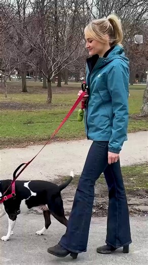 Spring brings ticks to Ontario pets