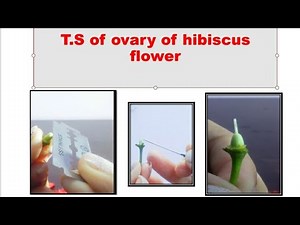 Transverse section ( T.S ) of ovary of hibiscus flower.