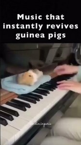 Music that instantly revives guinea pigs