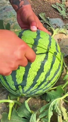 cutting a fresh green striped watermelon to reveal its bright red flesh in a large outdoor garden