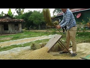 Cambodia rice harvest season