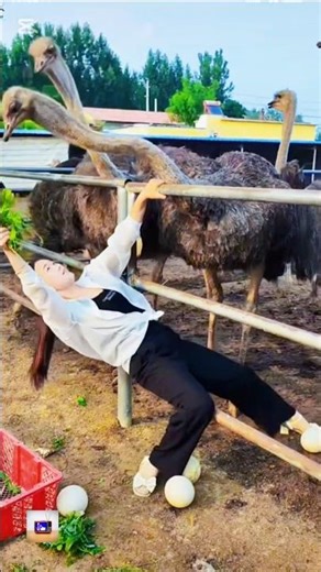 Unbelievable Ostrich Moment in16 Seconds #funny #shorts