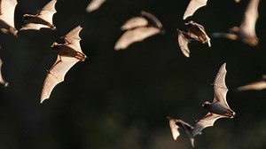 Austin bat sculpture returns after restoration