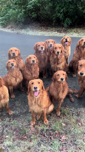 Cute Golden Retriever Moments at T.U.N.D.R.A Retreat