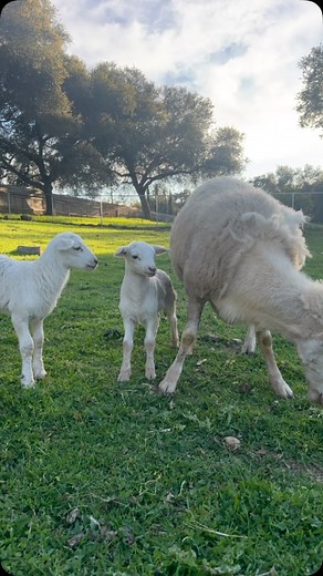Katahdin hair sheep shed out their hair instead of needing yearly shearing. #hairsheep #katahdinsheep | McCarthy Ranchette LLC | Facebook
