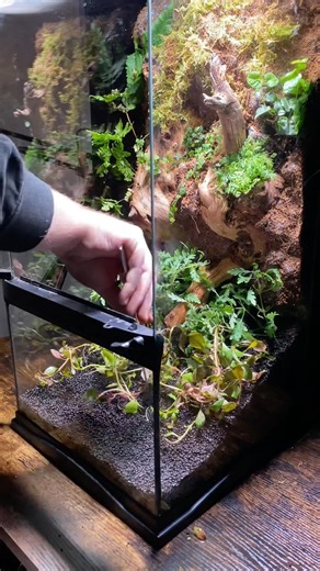 Planting my 4 gallon paludarium (Zoo Med Paludarium Kit)
