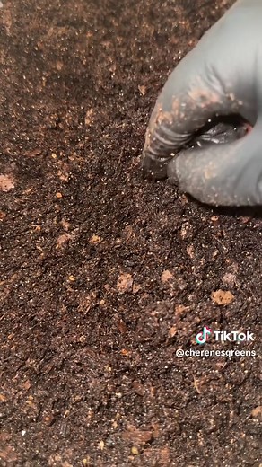 Worm Farming Red Wigglers: Breeder Bin Secrets