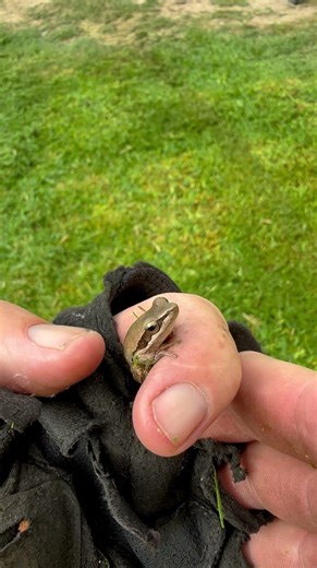 This Slender Tree frog (Coggerdonia adelaidensis) had a lot to say….