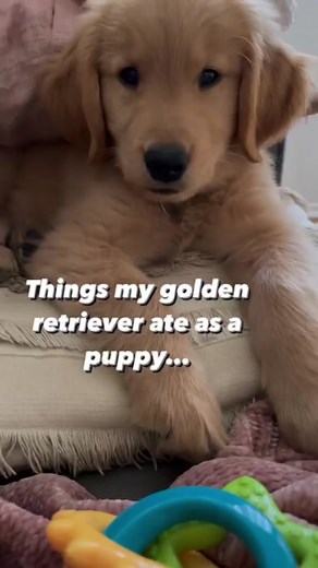 Swipe left 👈 for more dogos 😊🐶 #dog #dogsofttiktok .