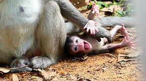 36K views · 1.5K reactions | Suddenly baby monkey Aria starts an emotional cry. Why do you cry little sweetheart? #AnimalsShelter #LovelyMonkey #AriaMonkey #AngelMonkey #AmberTroop | Animals Shelter | Facebook