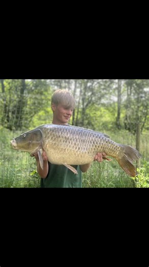 31.5 pound common my new uk pb and a couple others from the session all on @Cb baits pink specials with mcrab pellets soaked in the matching liquid 🦀#kordaofficial #fishing#fyp
