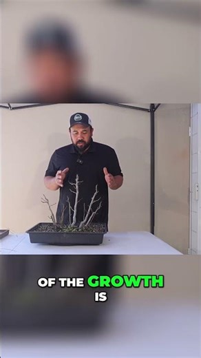 Bonsai Transformation Watch Roots Trimmed & Buds Open!