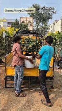 చాలా దూరం నుండి వచ్చి మరీ మొక్కలు కొంటున్నారు 🥰🪴 || Edhi Yaaparam || Pavan Durga Nursary ||